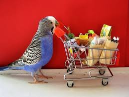Bird Crying Like A Baby Video 10 Baby Animals Who Know How To Grocery Shop Bird Supplies Budgies Parakeet
