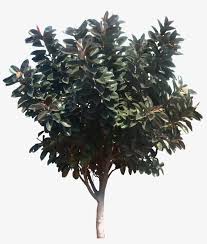 About 6 M Southern Magnolia Tree Png Transparent Png 881x994 Free Download On Nicepng 23 png, magnolia on transparent background. southern magnolia tree png transparent