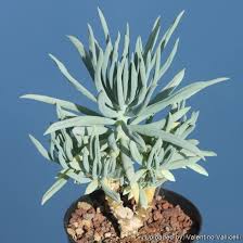 Image result for Senecio letouzeyanus