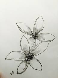 Frangipani Hawaiian Flower Drawing Flower Drawing Flower Line Drawings