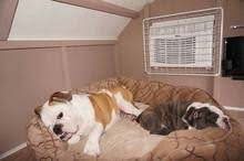 Pin On Dogs