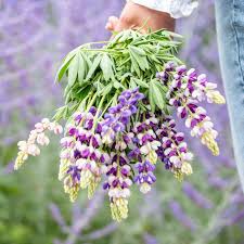 Image result for Lupinus mexicanus