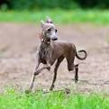 Italian Greyhounds for Sale | Dogs on Oodle Classifieds