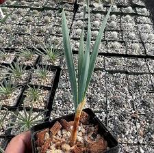 Image result for Boophone