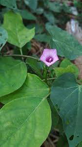 Image result for Ipomoea tenuirostris