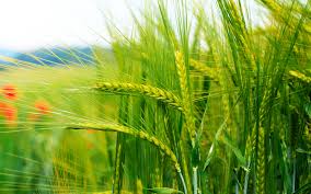 Its productivity is such that calpheon has never had a single instance of food shortage, even during the war on serendia. Razza Nature Landscape Nature Landscape Hd Image Download Wheat Farm Hd Wallpaper Notebook Background Wheat Farmers Wheat Farming Process Wheat Farming In Kenya