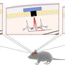 Not only do we screen these service providers and list them, but we. Pdf Optogenetics And Its Application In Neural Degeneration And Regeneration