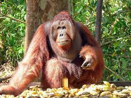 Orangutan The Biggest Animals Kingdom Orangutan Big Animals Orangutan Monkey