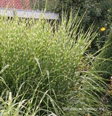 Image result for Streptocarpus solenanthus