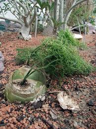 Image result for Bowiea volubilis