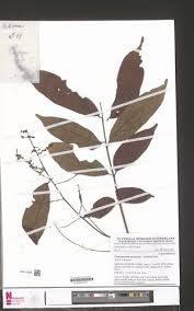 Image result for Pseudospondias