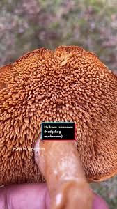 Image result for Hydnum repandum