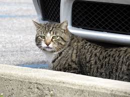 Everyone in the family spent a lot of time looking the first. Guy Finds Lost Cat Brings It To Its Owners Asks For 500 Promised Reward Gets Sneered At And Judged Bored Panda