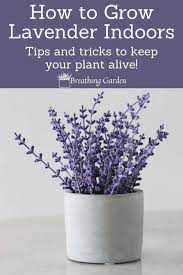 Why And How To Grow An Indoor Lavender Plant Breathing Garden Lavender Plant Indoor Lavender Plant Lavender Plant Care