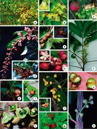 Image result for Turraea mombassana