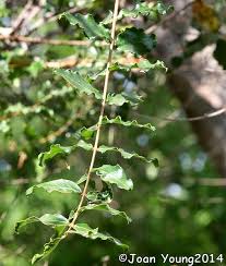 Image result for Galpinia transvaalica