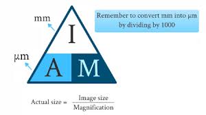 The magnification produced by a lens is defined as ratio of the height of the image to the height of the object. Gce Cie Biology Magnification And Measurement Units Biology Gce Cie Magnifications Microscope Measurement Units