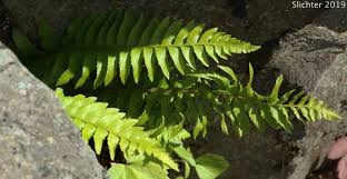 Image result for Lonchitis