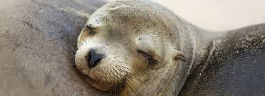 Harbor seal png images free download. Sea Lion Info Dolphin Research Center