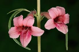 Image result for Sesamum alatum