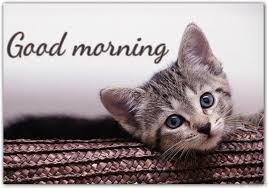 73 Good Morning Wishes For Cat Lovers
