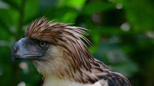 Philippine eagles do eat monkeys, but they also prey on a whole host of animals, both large and small. Philippine Monkey Eating Eagle Stock Video Footage 4k And Hd Video Clips Shutterstock