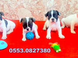 French Bulldog Yavru Kopekler Izmir Kopek Satis