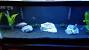30 Gallon African Cichlid Tank