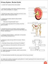 The urinary system — anatomy. Urinary System Review Guide 1 List The Main Chegg Com
