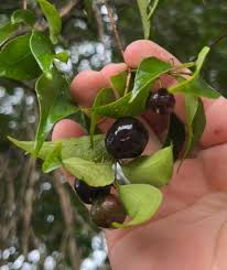 Image result for Eugenia sp. A