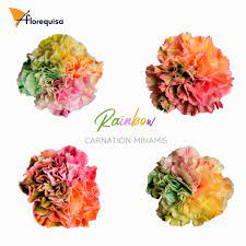Rainbow Carnations Dyed Standard Carnation Minami Series Grown By Florequisa Flower Growers Carnations Flower Market Dye