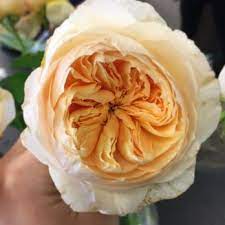 Maybe you would like to learn more about one of these? Bay Area Wholesale Flower Market 15 Photos 26 Reviews Florists 4050 Alder Ave Fremont Ca Phone Number Yelp