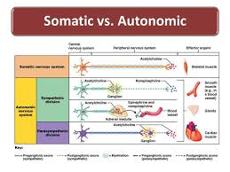 image result for sympathetic vs parasympathetic receptor