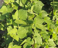 Image result for Rhynchosia viscosa