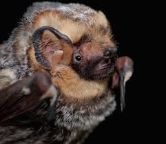 What noise does a baby bat make. 7 Things You Probably Didn T Know About Bats