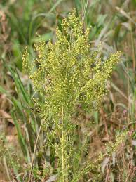 Image result for Artemisia sp.no.1