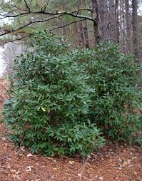 Check spelling or type a new query. This Native Evergreen Shrub Georgia Native Plant Society Facebook