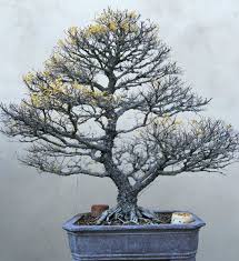 Especialmente si están invernados en interior. Bonsai La Plata On Twitter Olmo Chino