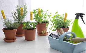 Tips On How To Grow A Vegetable Garden In Dubai Mybayut