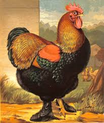 Cochins are known as wonderful mothers and for their ability to brood other birds' eggs. Rooster Partridge Cochin Cock Lewis Wright Book Of Poultyr 1885