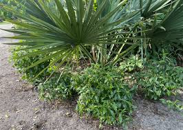 Image result for Psychotria vogeliana