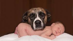 We did not find results for: Dear Trainer How Do I Balance Having A Dog And A Newborn The Dog People By Rover Com