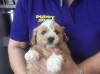 Puppies For Sale Brisbane Queensland Australian Terrier Beagle Beaglier Bichon Frise Cavalier King Charles Sp Australian Terrier Puppies For Sale Puppies