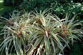 Photo Of The Entire Plant Of Ivory Pineapple Ananas Comosus Var Comosus Variegatus Posted By Skylark National Gardening Association