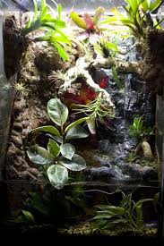 47g Column Paludarium Build Vivarium Forums Aquascape Vivarium Secret Garden