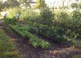 Choose a style of vegetable garden. How To Join Or Start A Community Garden Cross Timbers Gazette Southern Denton County Flower Mound News