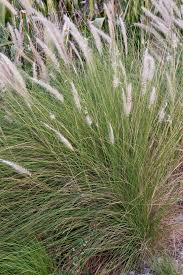 Image result for Cenchrus unisetus