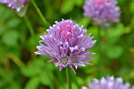 These are late spring the subtle beauty and uplifting colour palette of spring flowers have inspired us to create these. Chive Flowers Chive Flowers Herbs Vegetables Purple Lavender Color Spring Summer Plants Garden Pikist