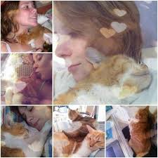 catloversday — gatos e mais gatos #catloversday