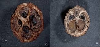 Image result for Hymenodictyon austro-africanum